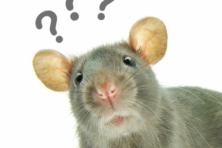 Eliminate Rat Urine Odor: Key Steps to Ensure a Clean and Odor-Free Space